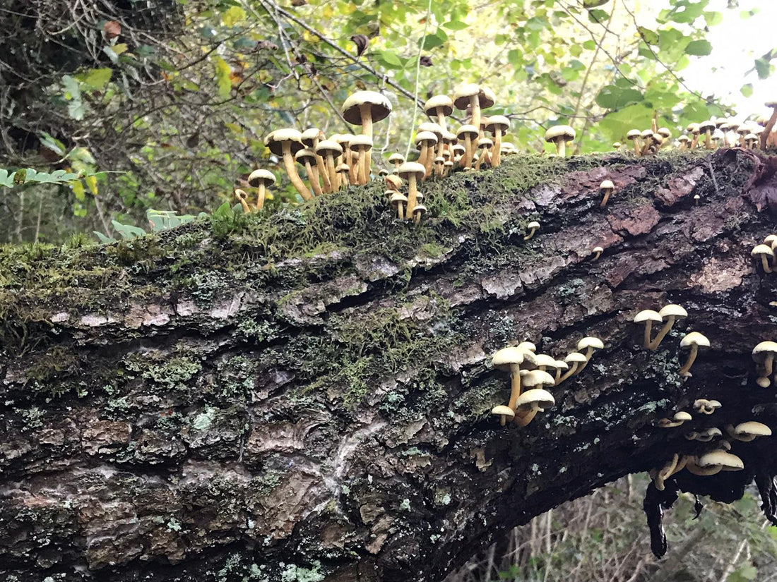 Different kinds of moss explained for plant parents