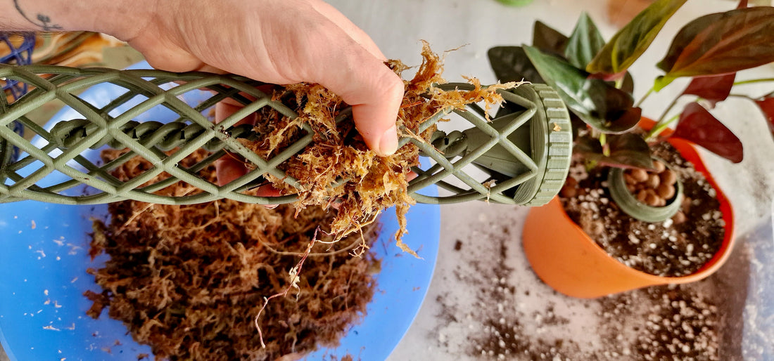 How to repot a plant safely