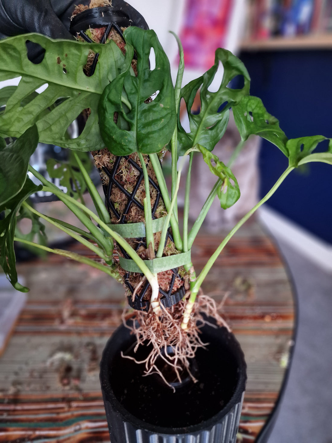 Monstera adansonii repot story - moss pole planter