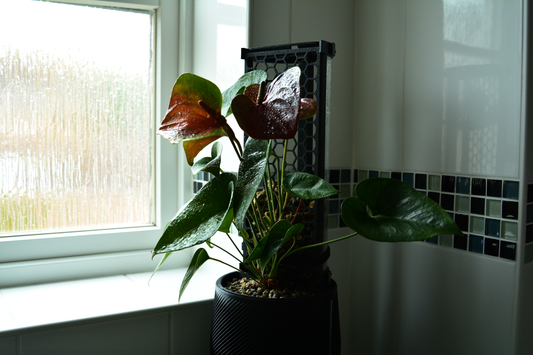 Troubleshooting moss pole & houseplant issues