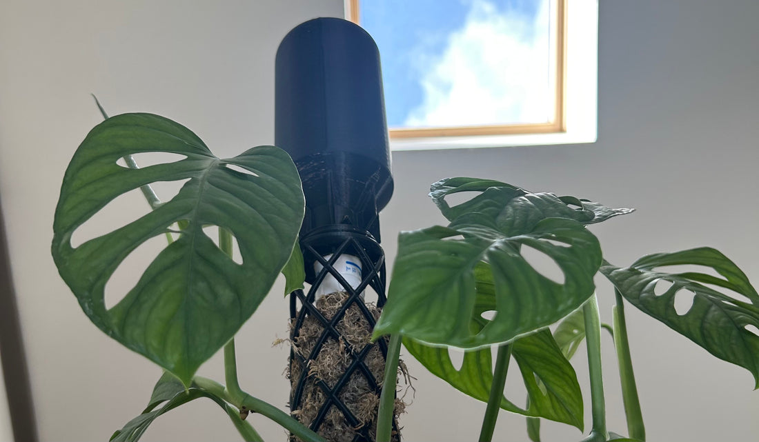 Monstera plant care tips