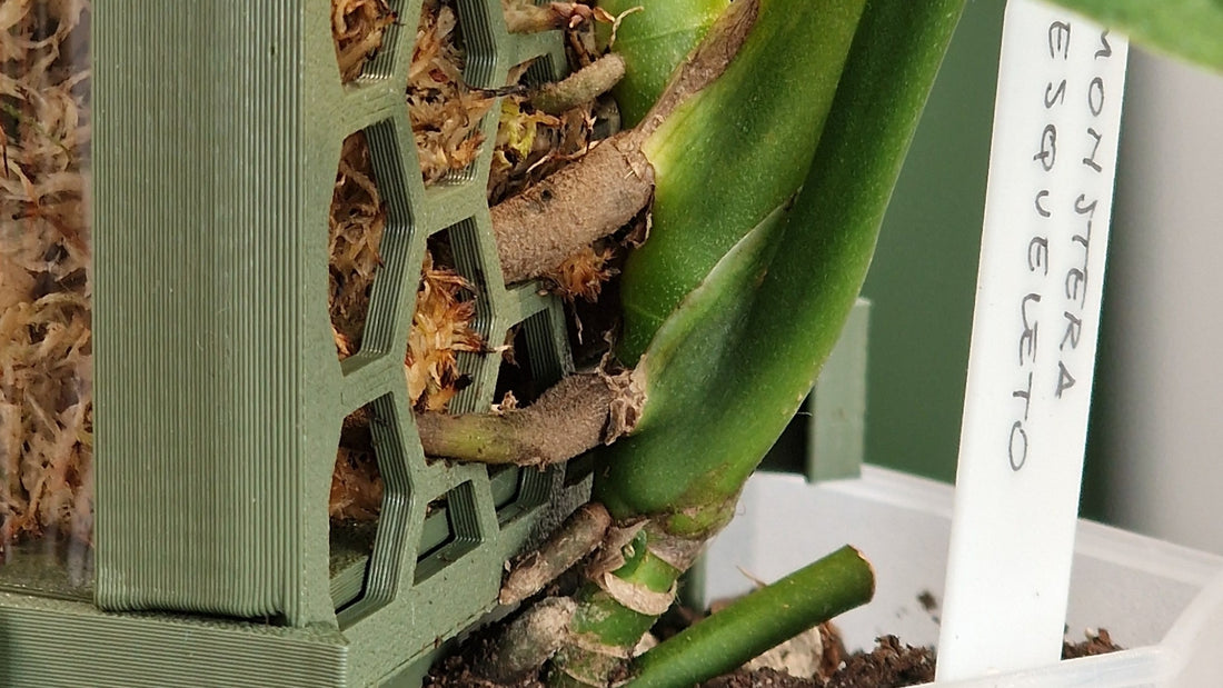 How to attach a Monstera to a moss pole