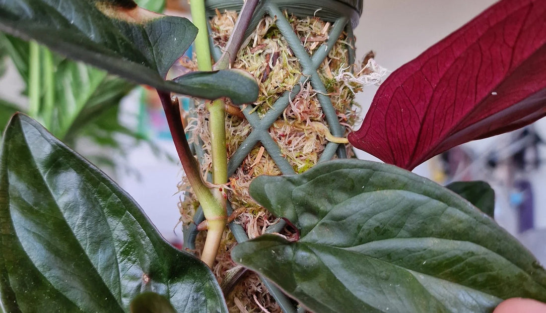 Moss pole tips - make the most of your moss pole