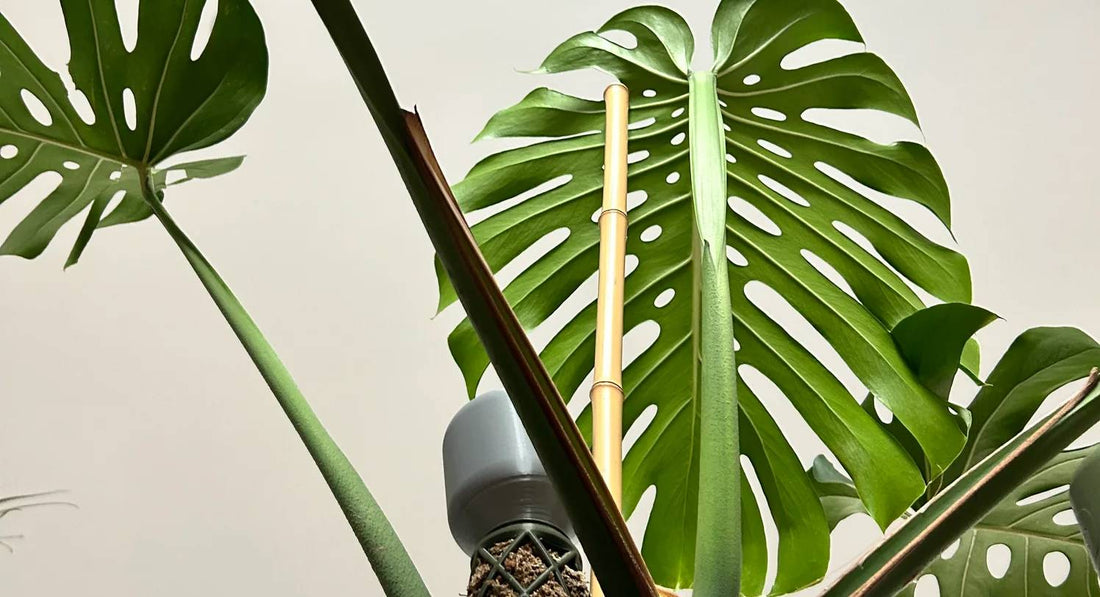 Monstera guide - different Monstera types