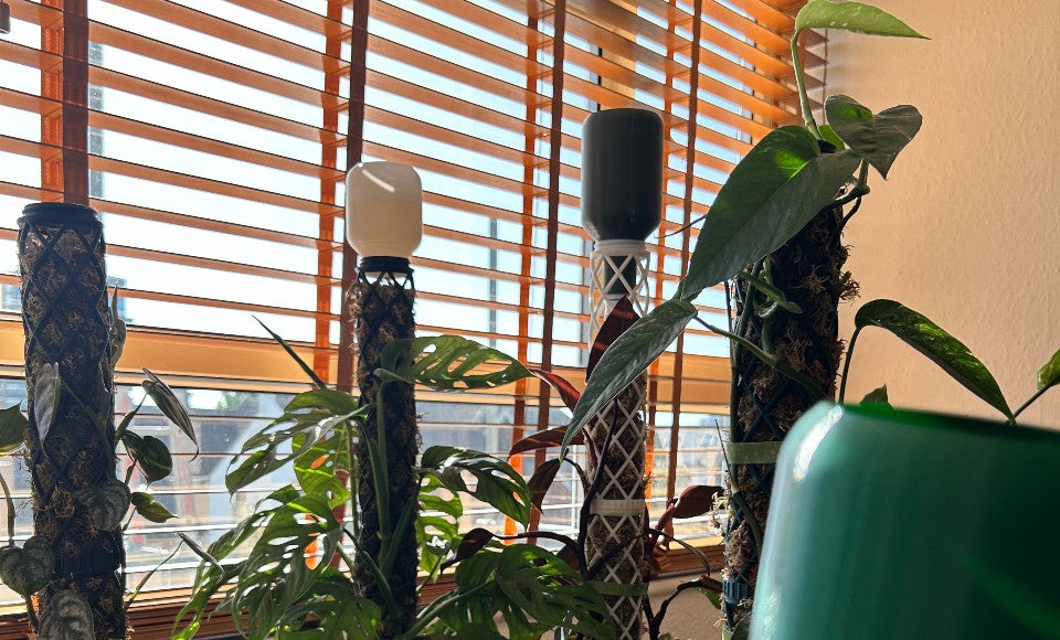 Moss pole misgivings: cons of using a moss pole?