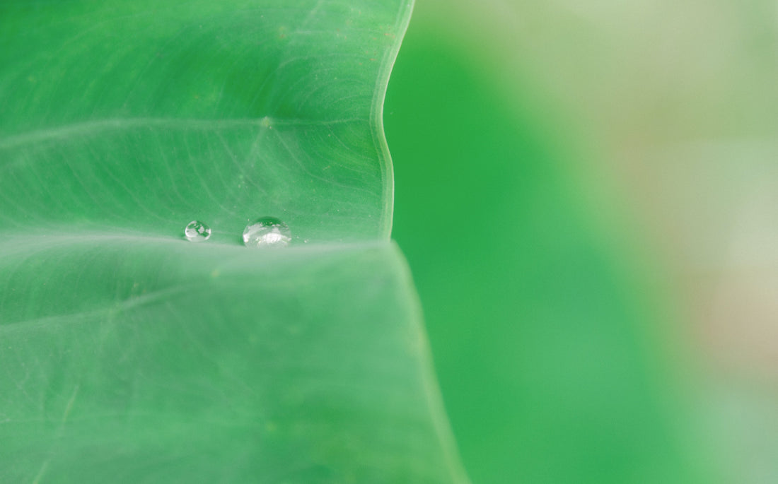 green leaf nature plant with water