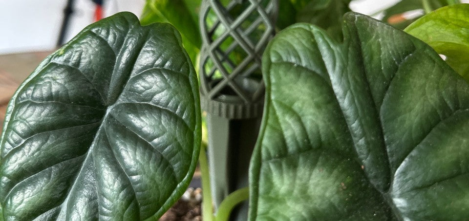 Quick plant care tips - beginner-friendly plant care