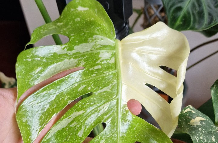 Variegation, Albo, Thai constellation : common plant variants explained