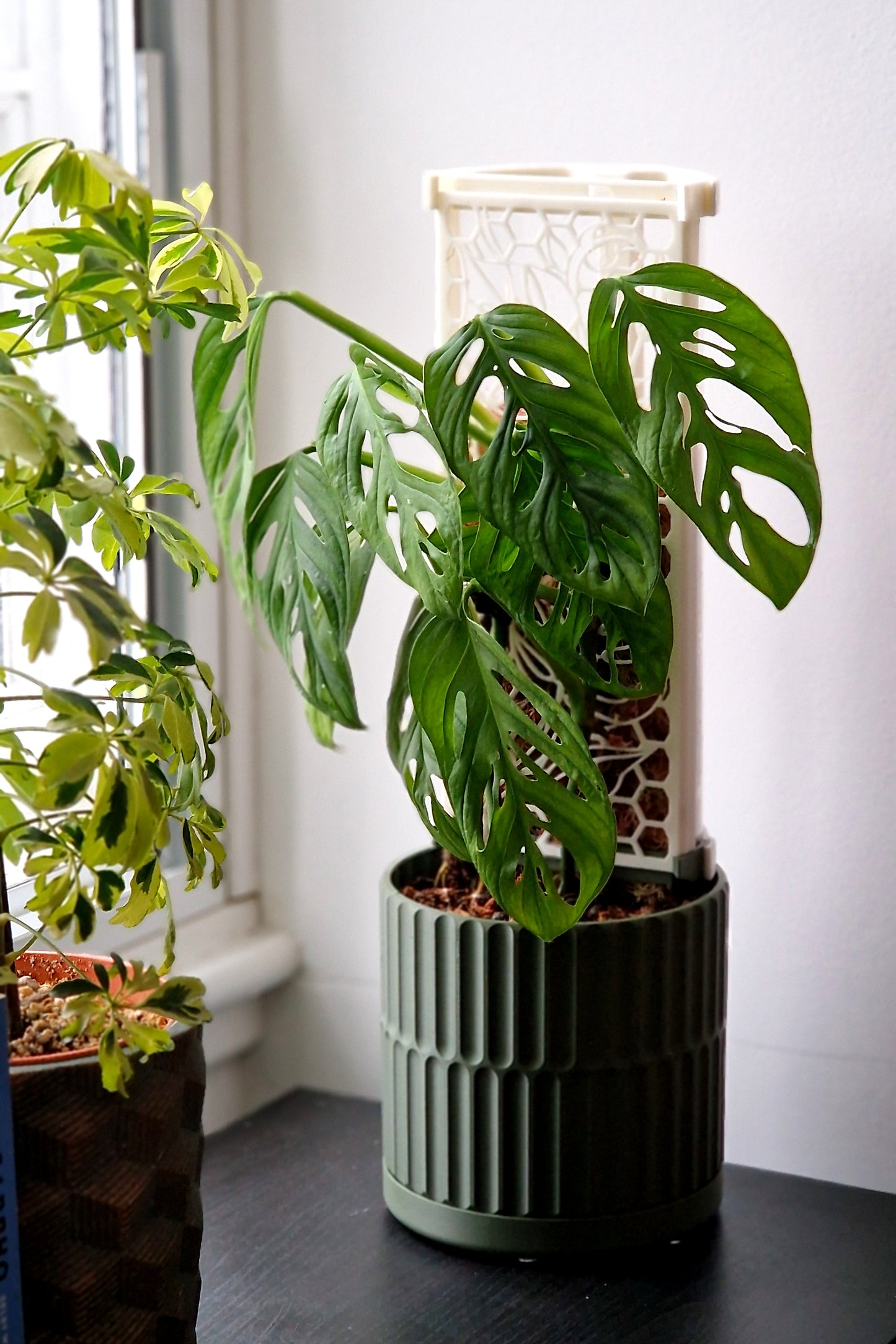 Anchor Planter for D-Shaped Moss Pole: 2.5 L (Flutes Design)