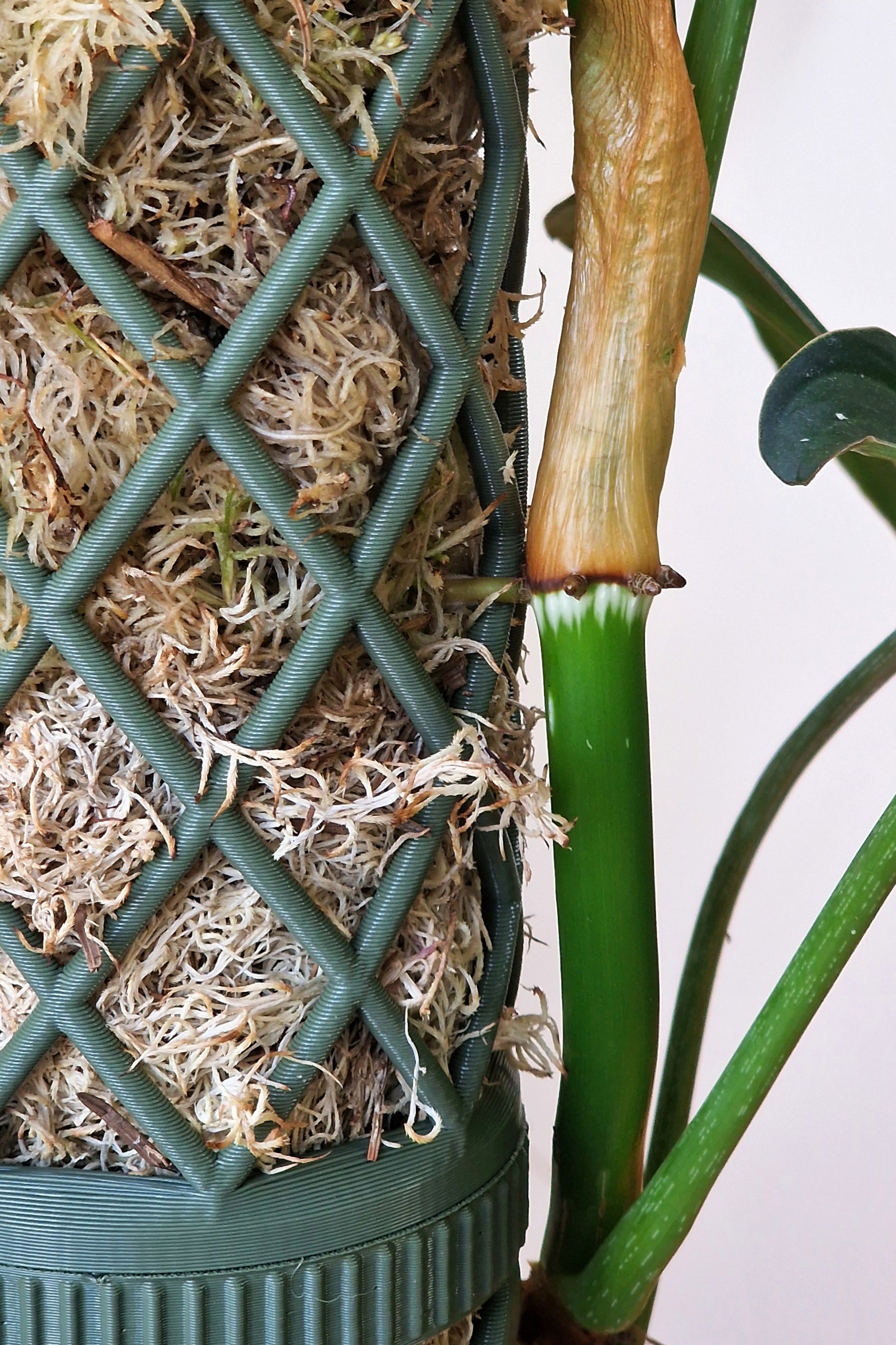 moss pole materials XXL Moss Pole - Extensions