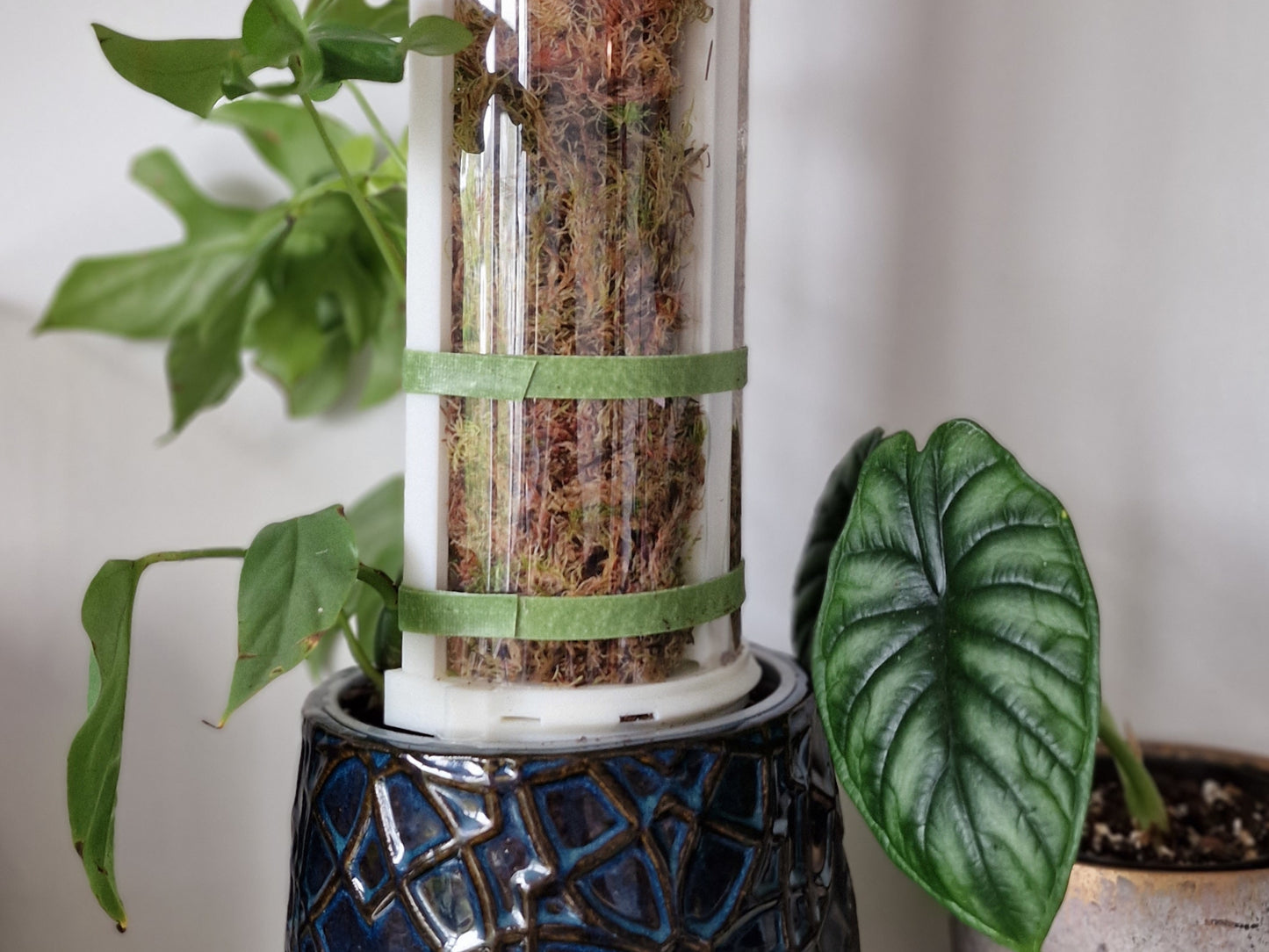 D-Shaped Moss Pole - Monstera Pattern