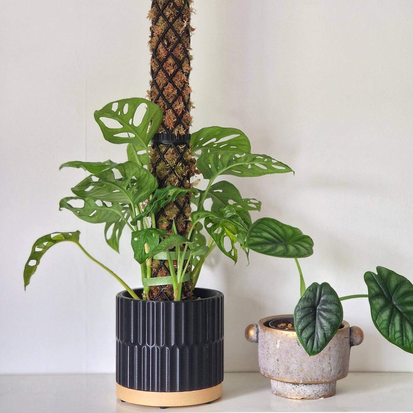 Anchor Planter for XL-Line Moss Pole - Flutes - 2.5L