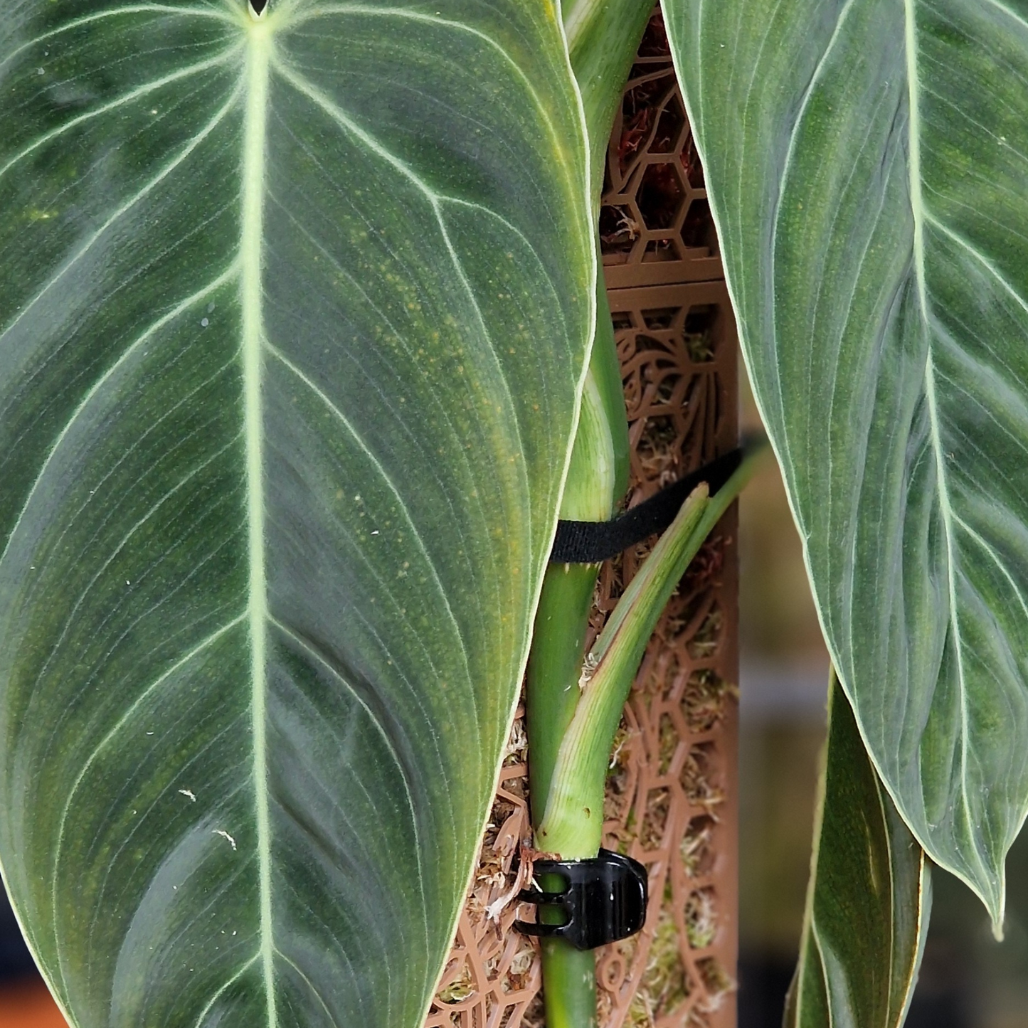 D-Shaped Moss Pole - Monstera Pattern