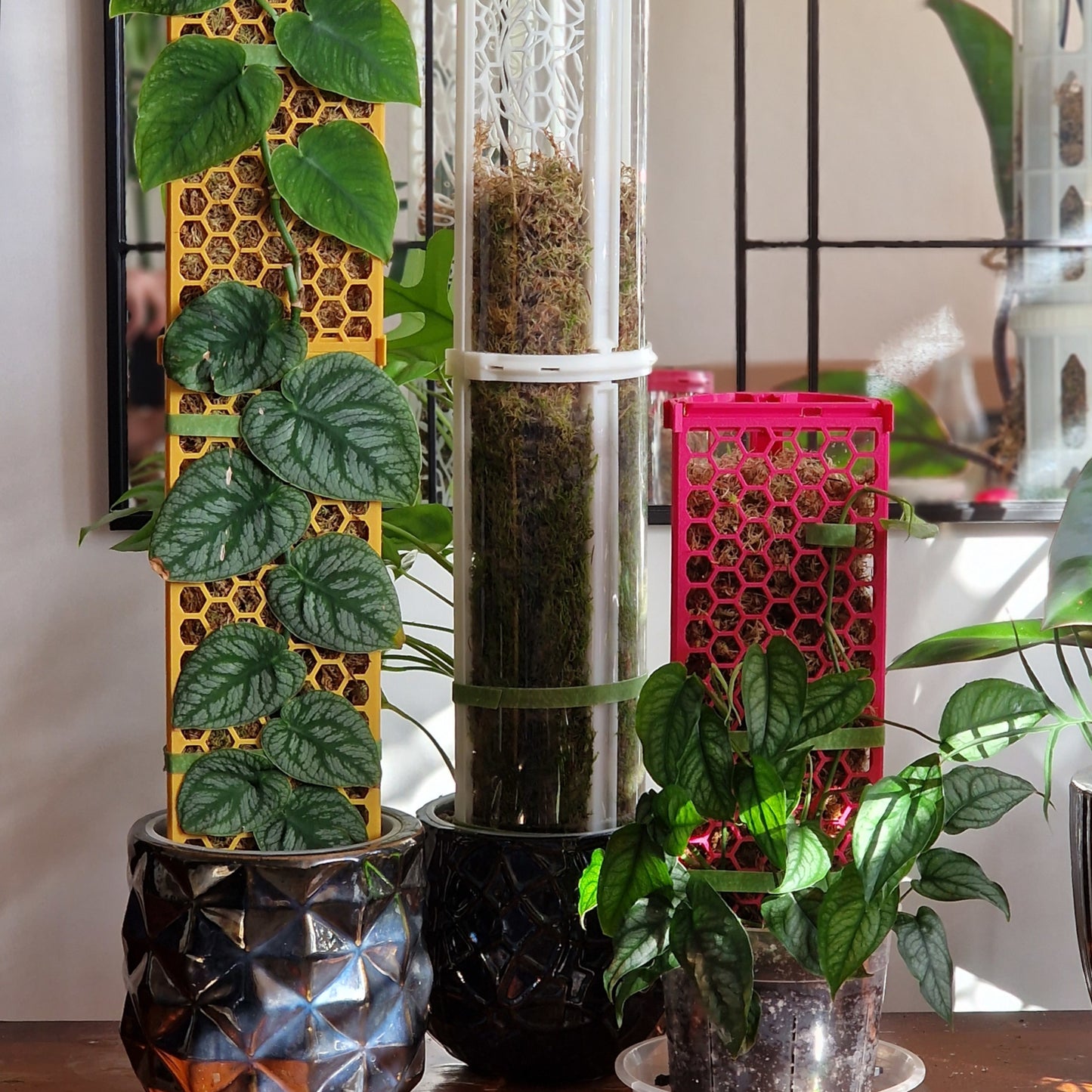 D-shaped moss poles with varied plants