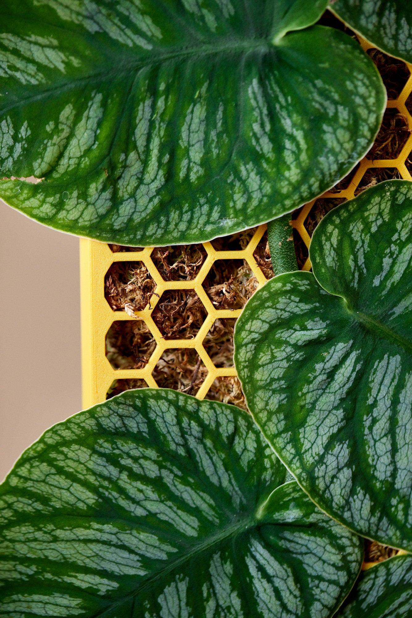 D-Shaped Moss Pole - Honeycomb Pattern