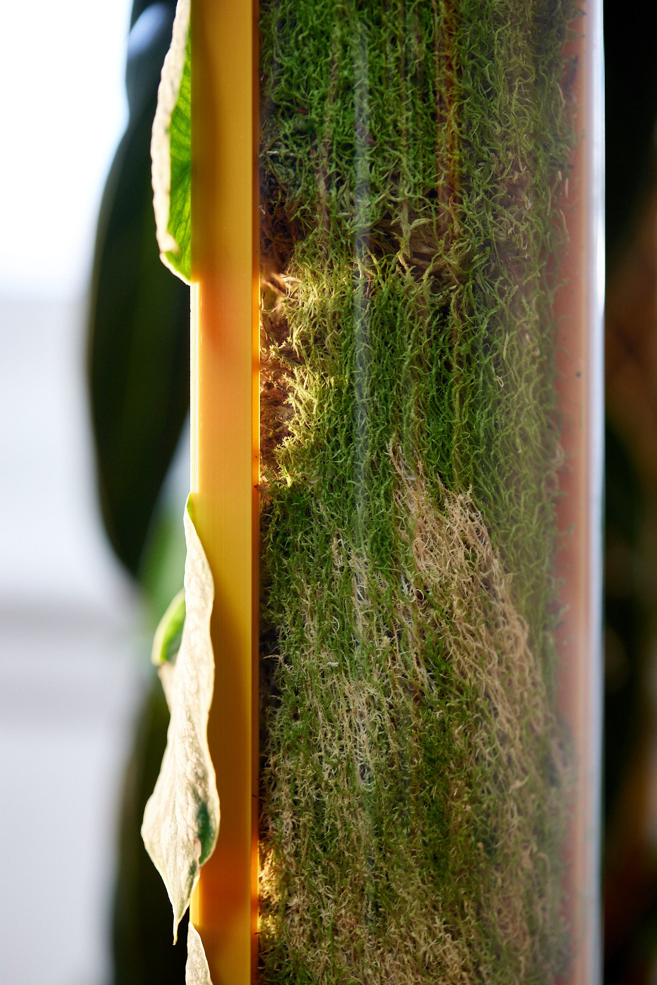 D-Shaped Moss Pole - Honeycomb Pattern