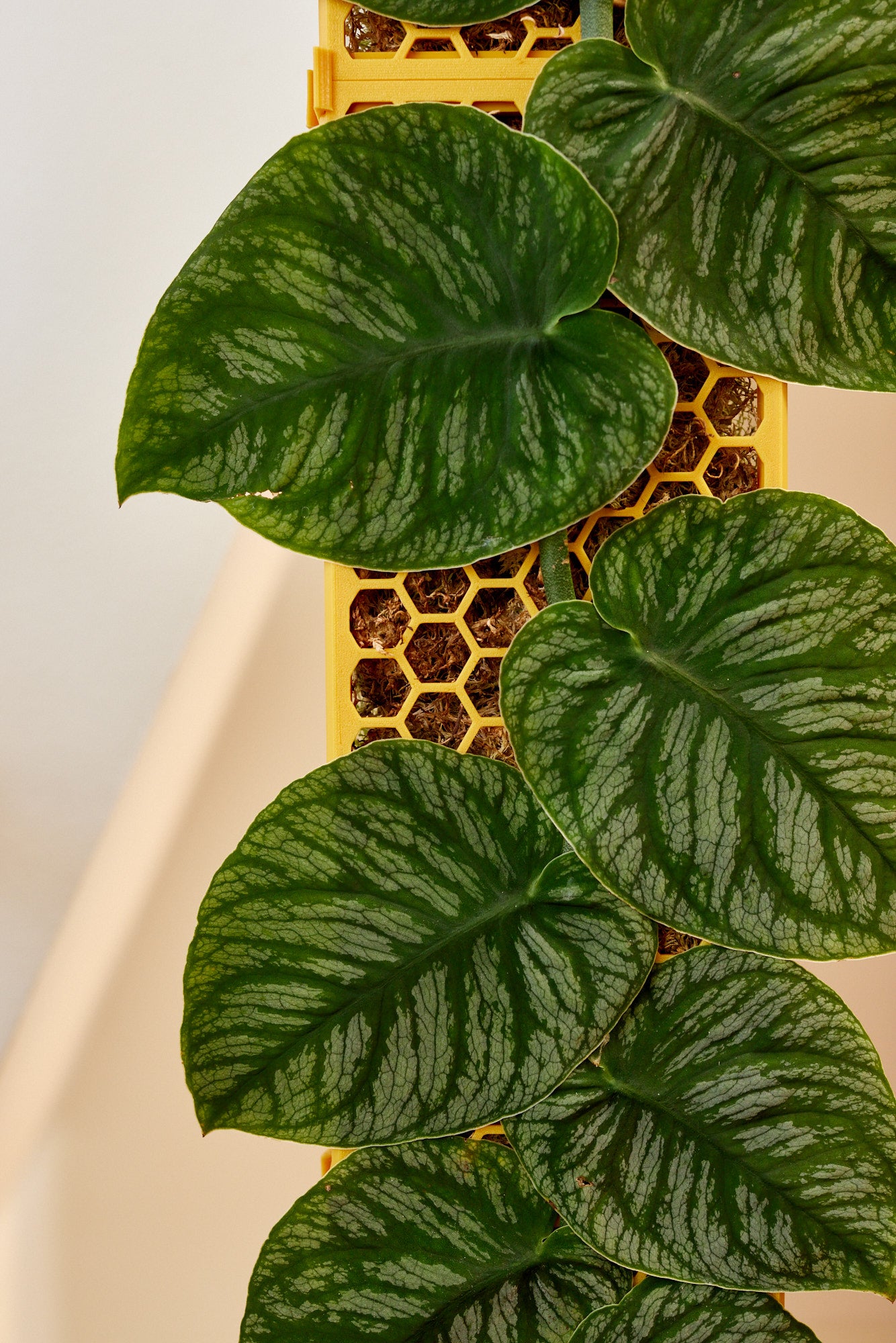 D-Shaped Moss Pole - Honeycomb Pattern