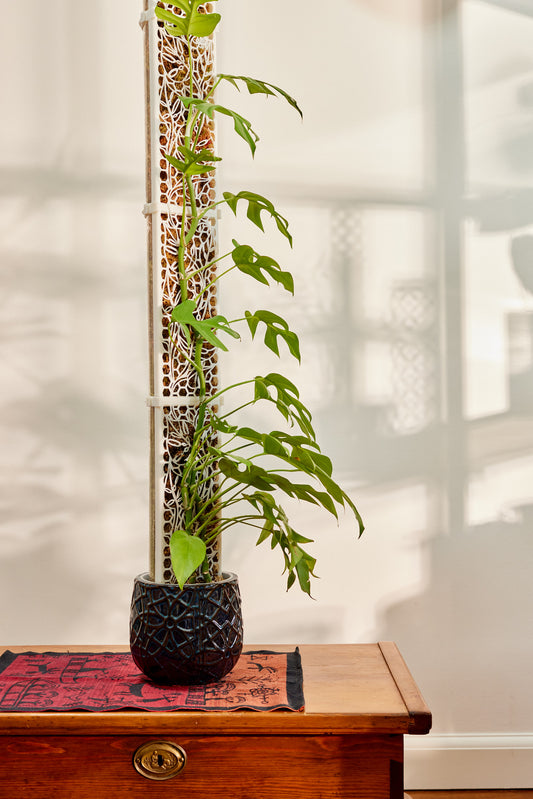 The Barbara D-Shaped moss pole