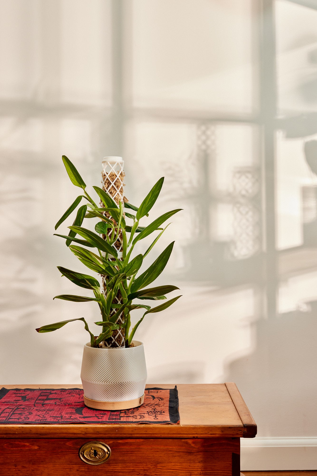 nordic indoor plants Planter & Moss Pole Integrated System - Nordic Design