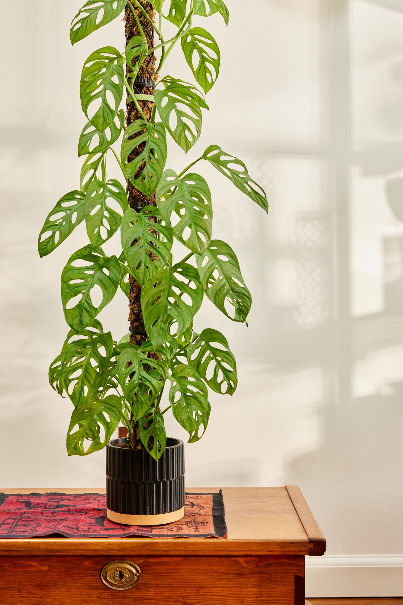 2L Moss pole planter