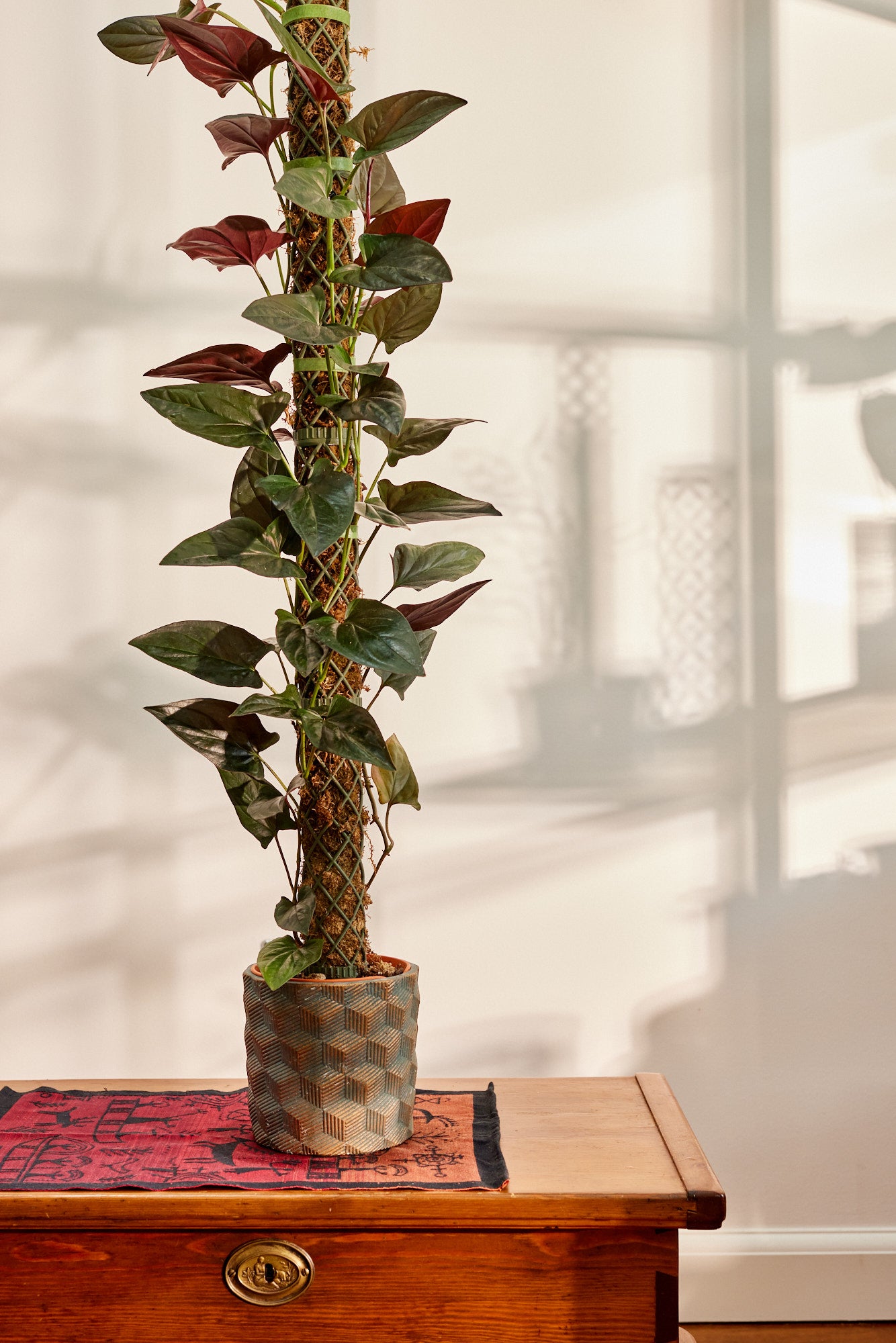 plant with moss pole XL Moss Pole Kit Large Diameter: Modular & 3D Printed Design by Plant Lovers – Mythos3Design