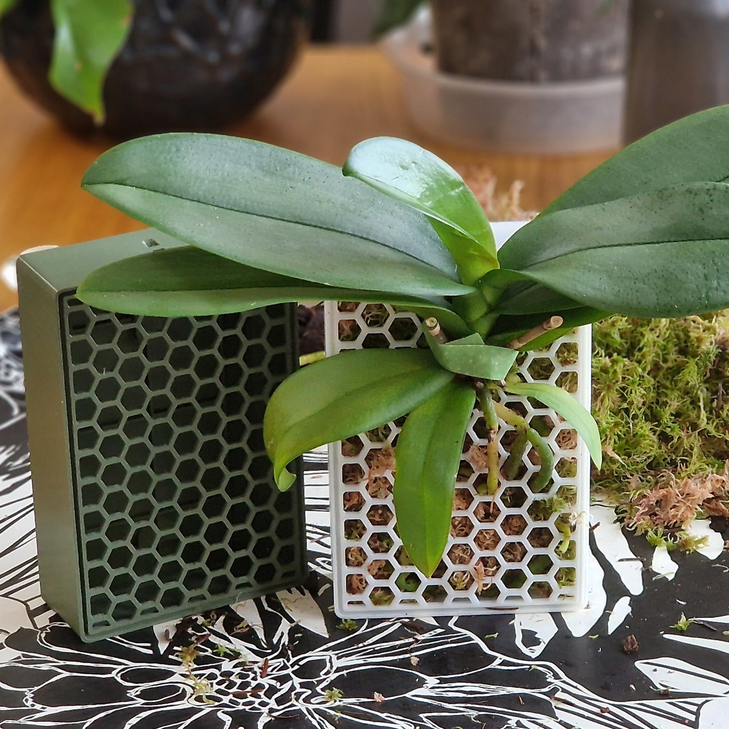 Moss cradle in white filled with moss, with an orchid planted into it