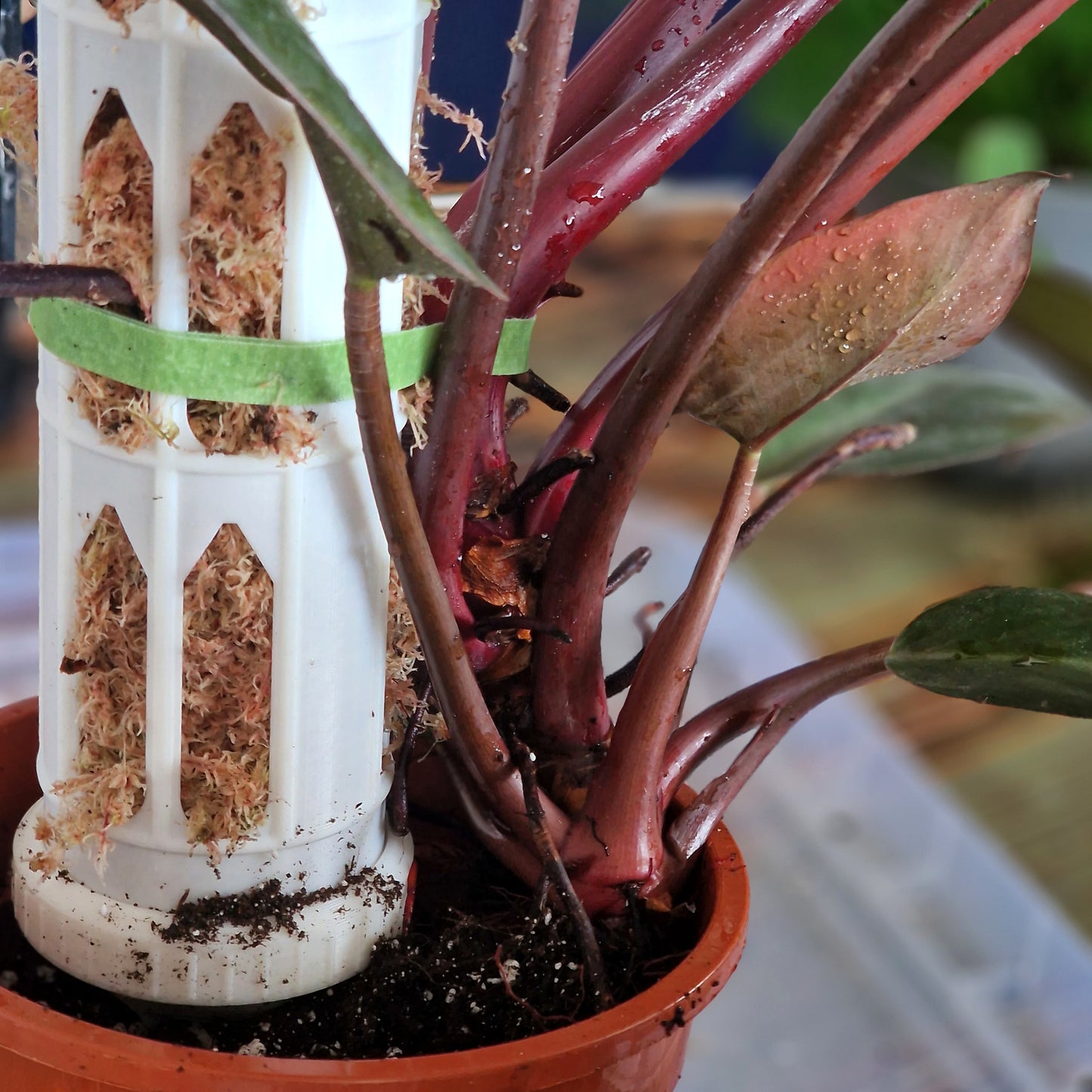 XXL Modular Moss Pole - La Turra