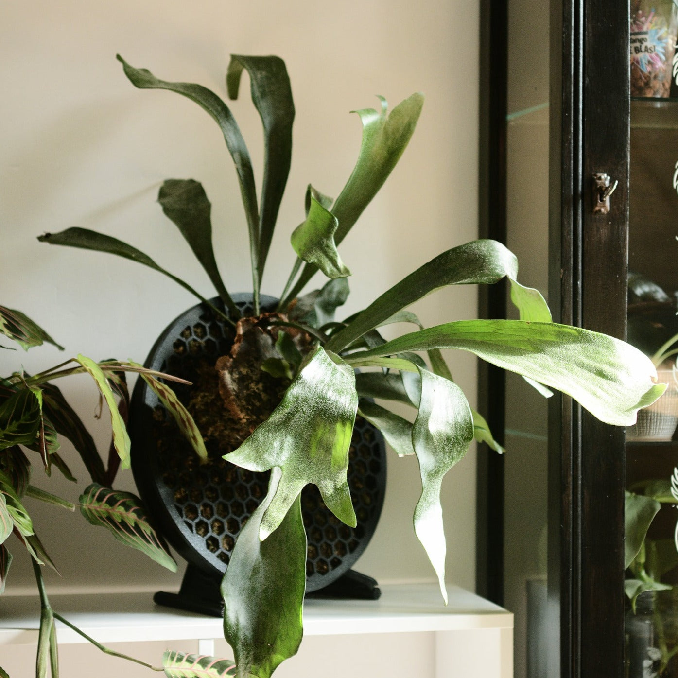 Koto with a staghorn fern