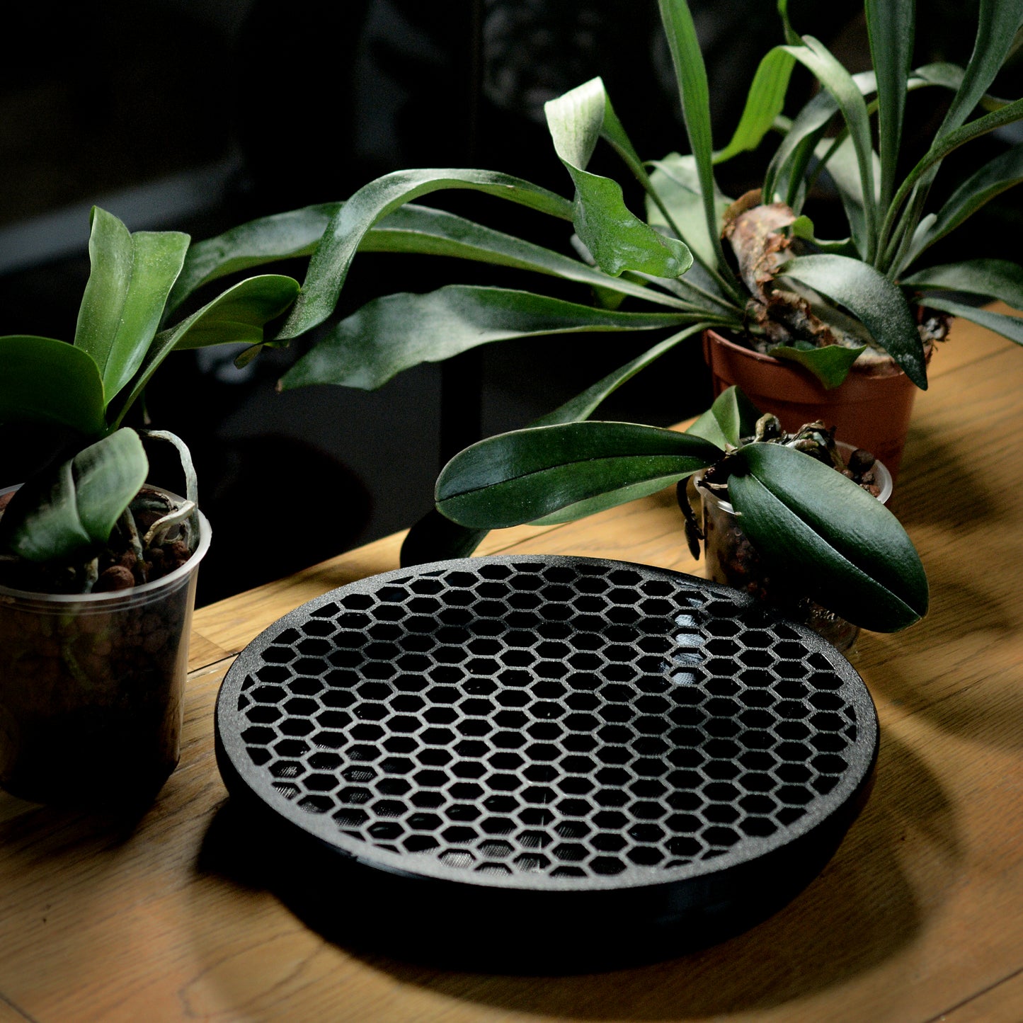 Koto - The Moss Habitat