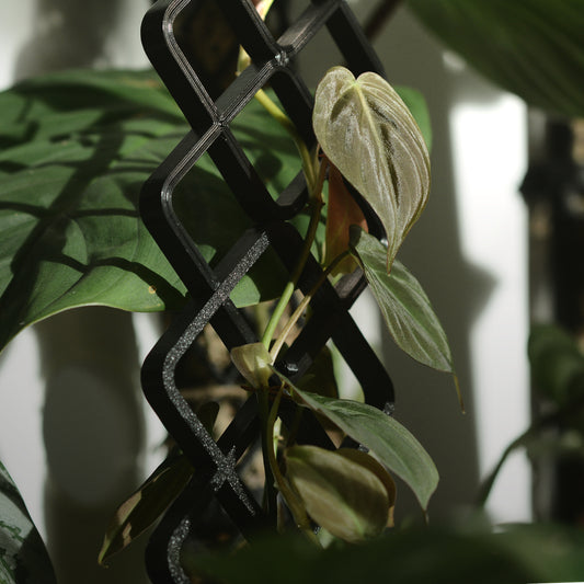 Trellis with a micans growing up it