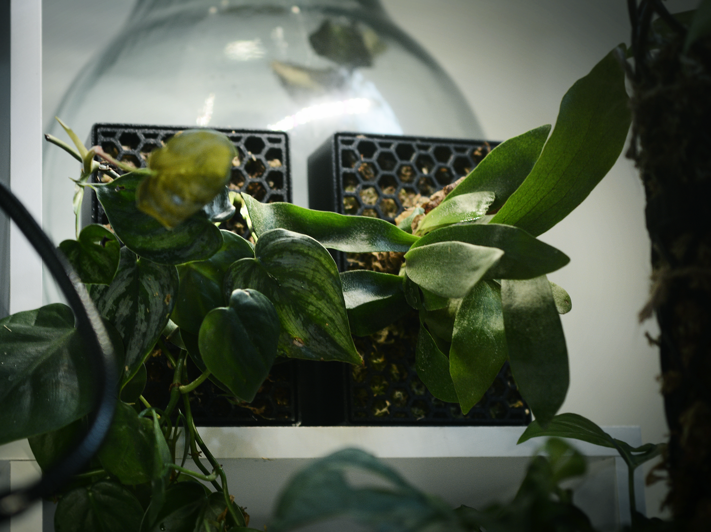 Hanging plants in moss habitats