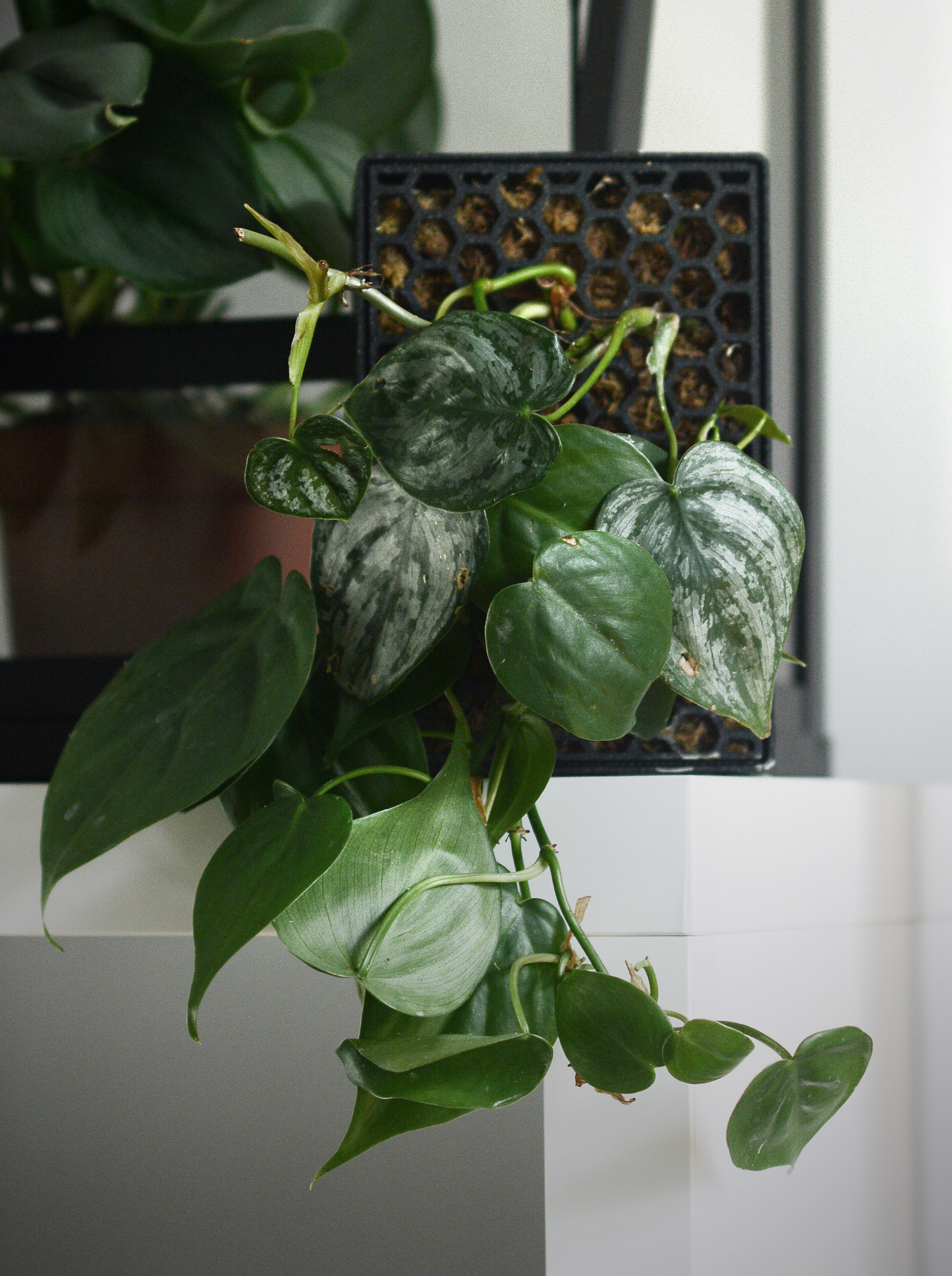 Hanging Plant in the Tupa