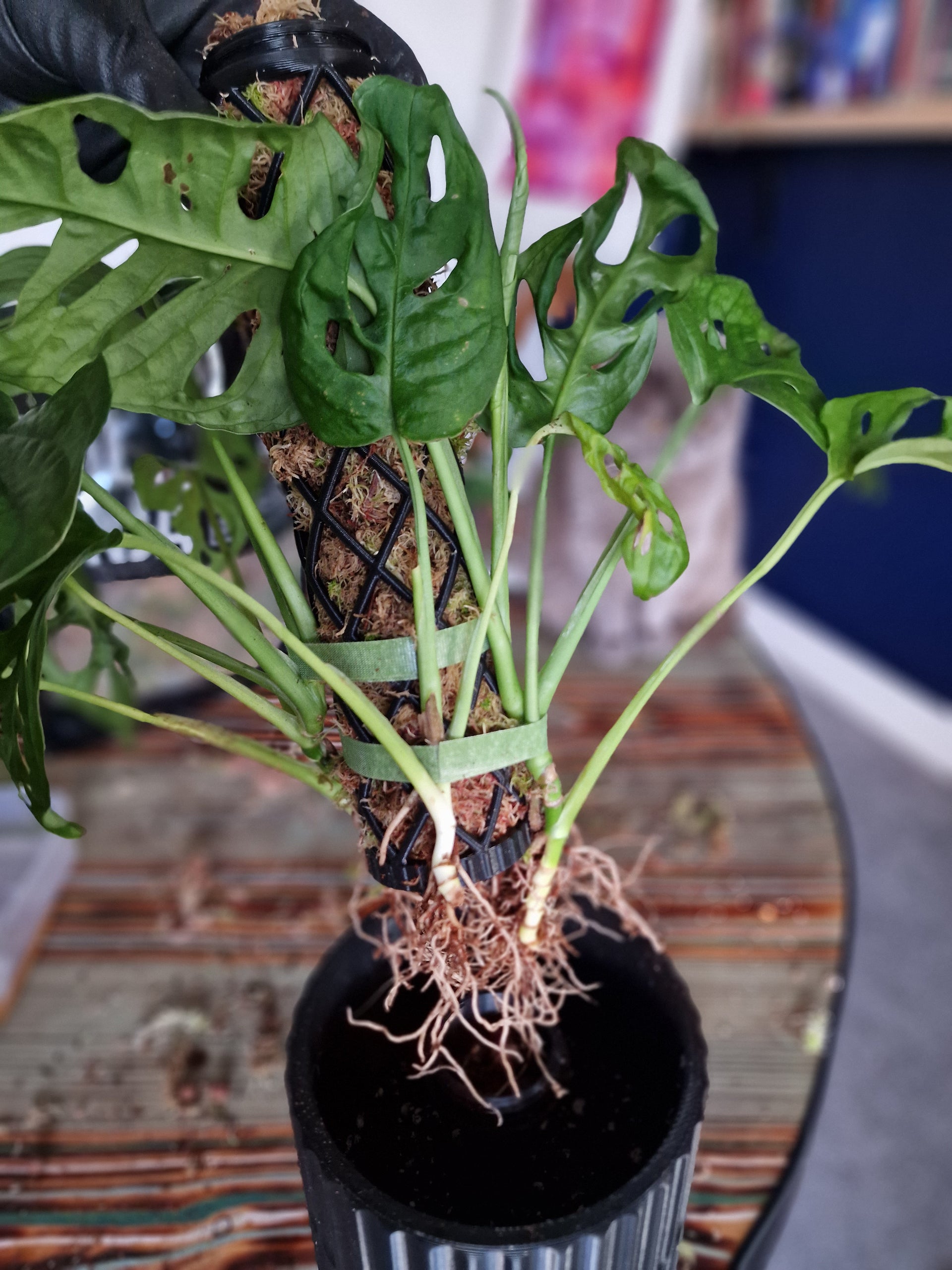 variegated monstera adansonii Monstera Adansonii Giant Albo Variegated