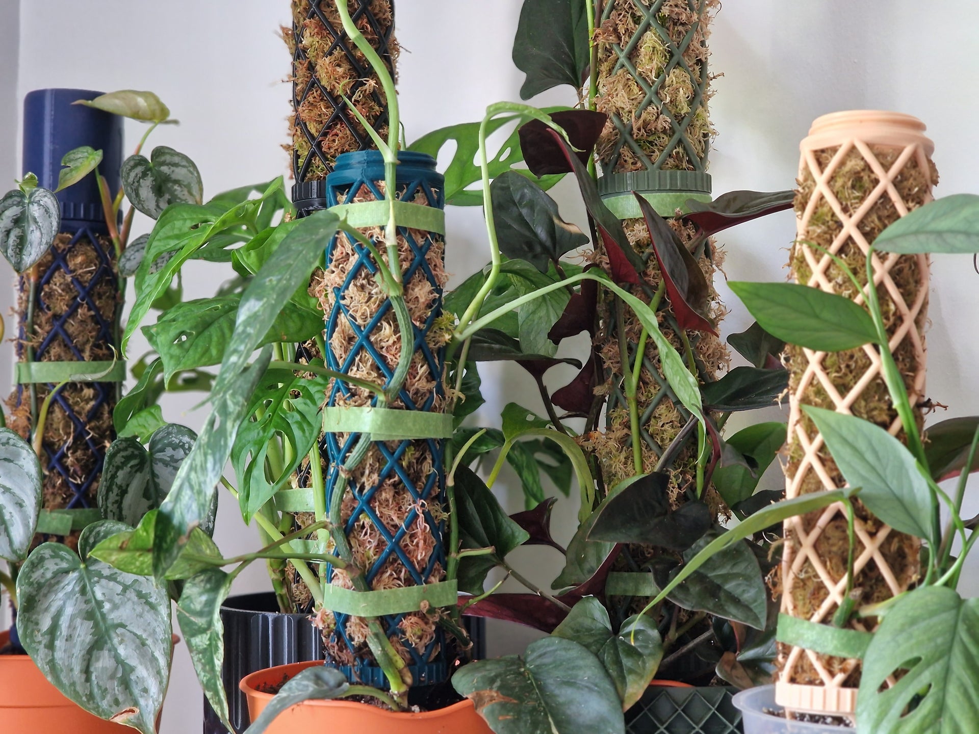 Reasons why moss poles are good for your plants: Why use moss poles?   Mythos3Design