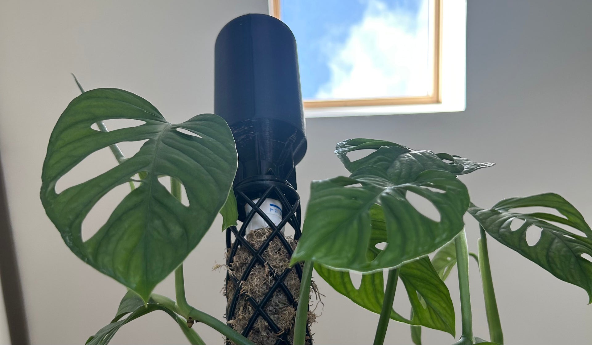 Monstera plant care tips  Mythos3Design
