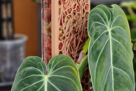 Why choose a D-Shaped Moss Pole?