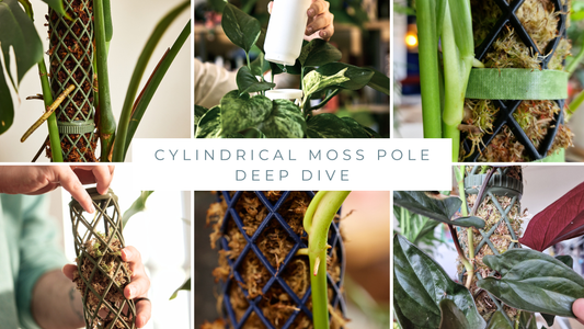 Cylindrical moss poles: Why they're a classic choice for climbing plants