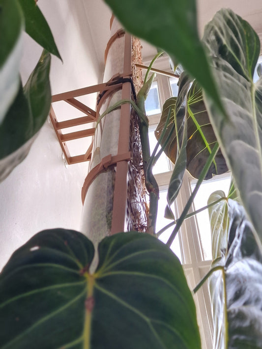 How to secure tall moss poles: Moss pole stability