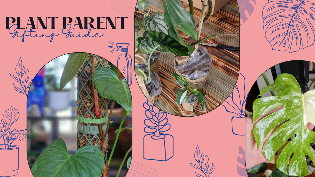The ultimate gift guide for plant parents