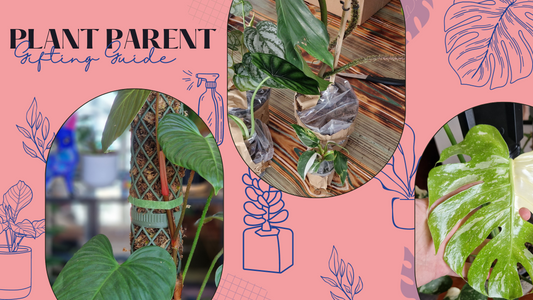 The ultimate plant parent gift guide