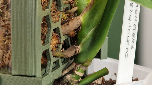 How to attach a Monstera to a moss pole