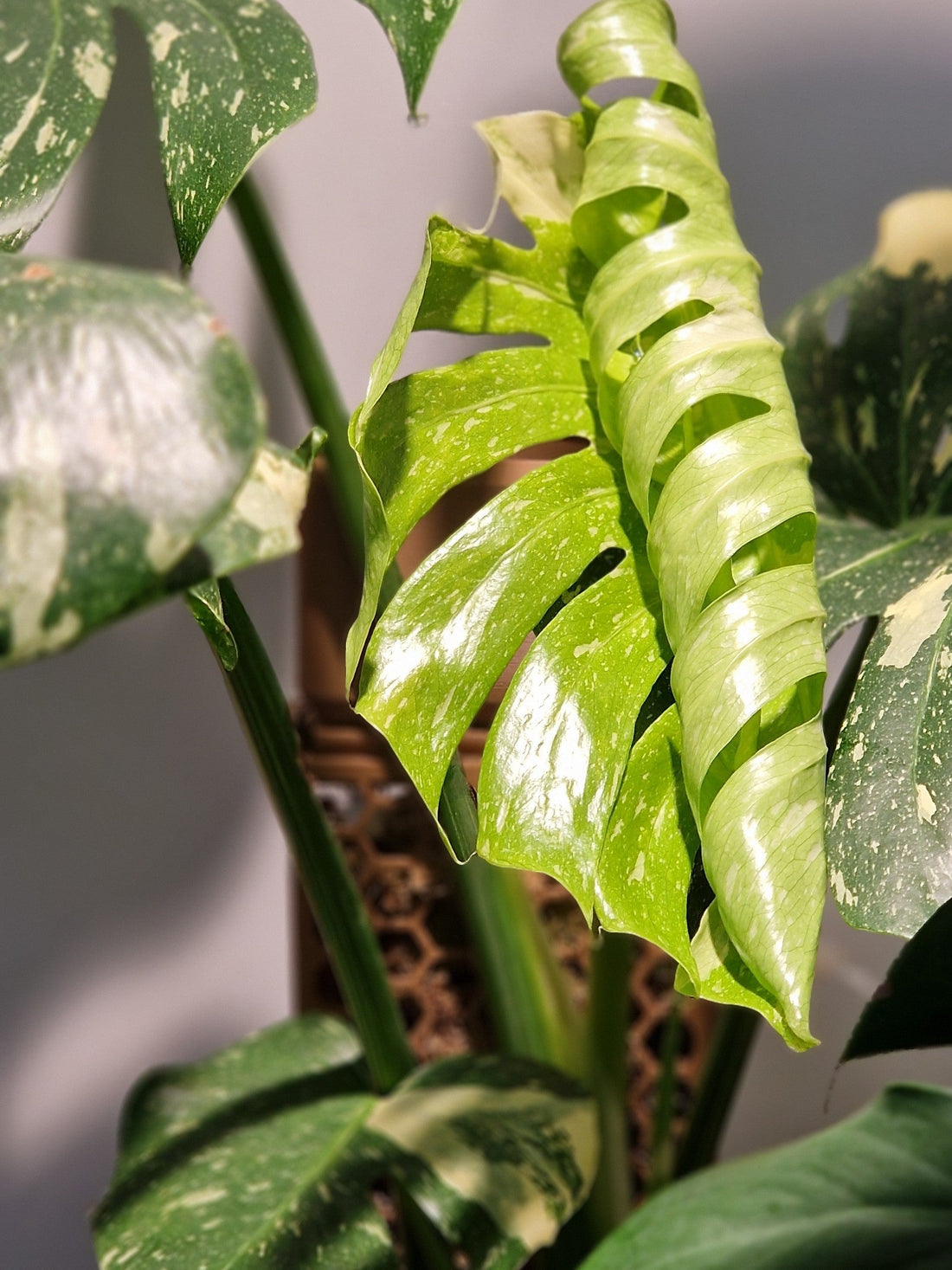 Choosing the right moss pole for Monstera Deliciosa (& its variants)