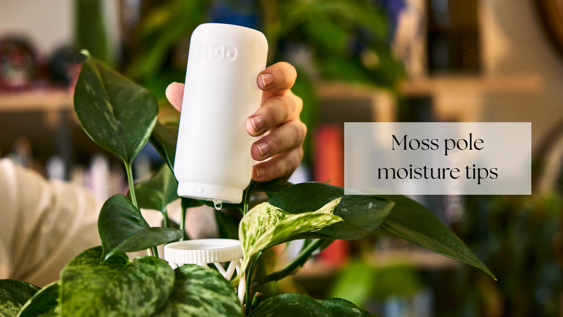 How to hydrate your moss poles without hassle