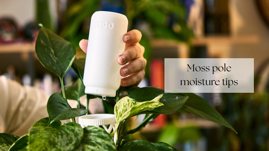 How to hydrate your moss poles without hassle