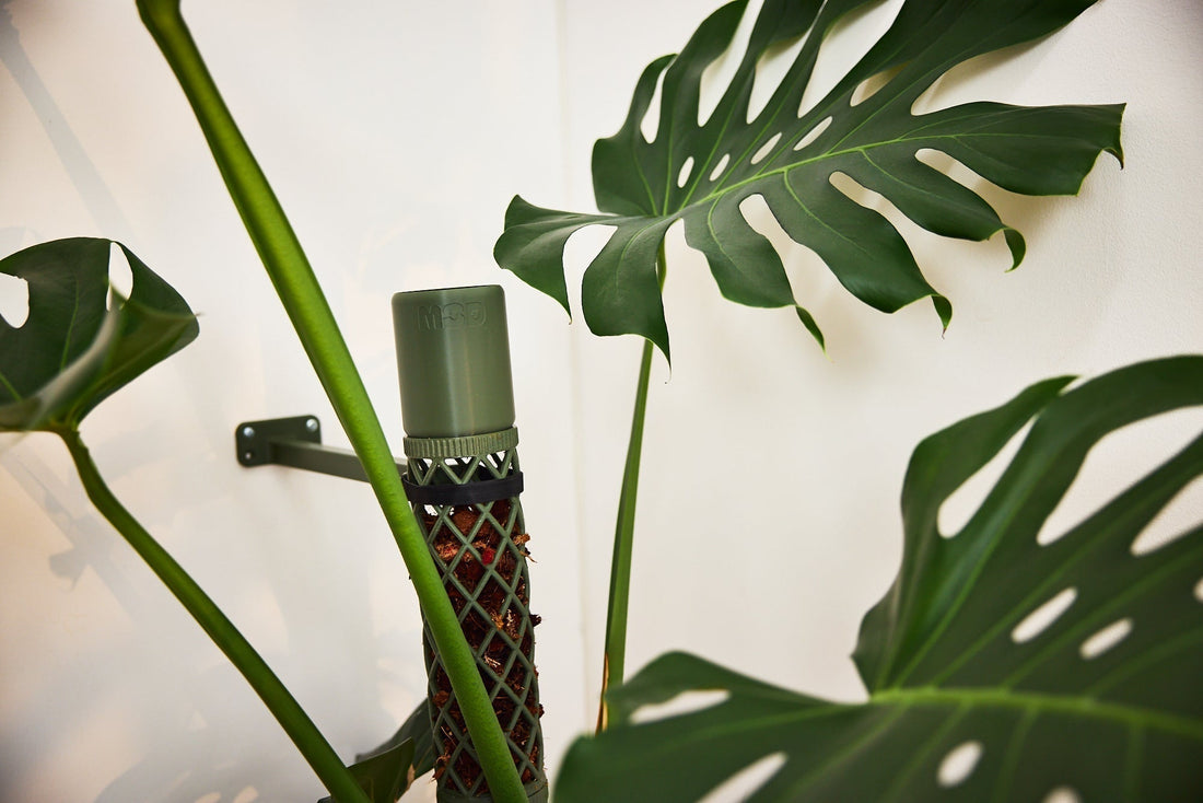 Choose the right moss pole for Monstera Deliciosa (& its variants)