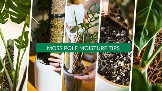 How to hydrate your moss poles without hassle