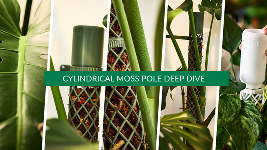 Cylindrical moss poles: Why they're a classic choice for climbing plants