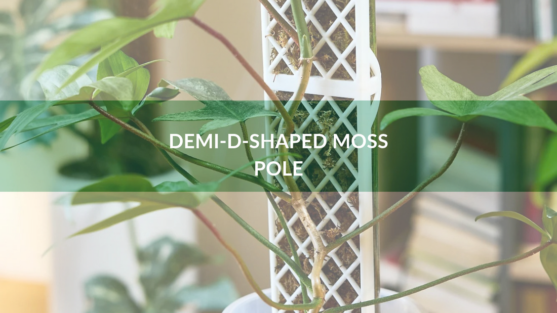 Meet the Demi Moss Pole: Great beginner moss pole (easy assembly)