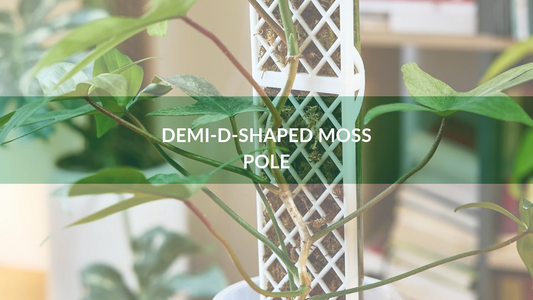 Meet the Demi Moss Pole: Great beginner moss pole (easy assembly)