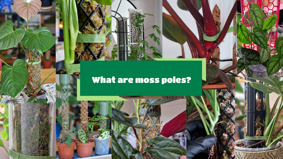 What are moss poles exactly? Moss poles explained.